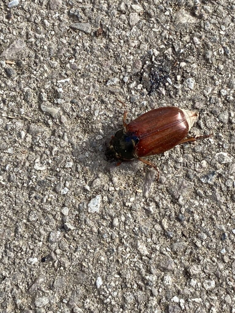 Toter Maikäfer, Echternach, Rabatt, 2026-04-16